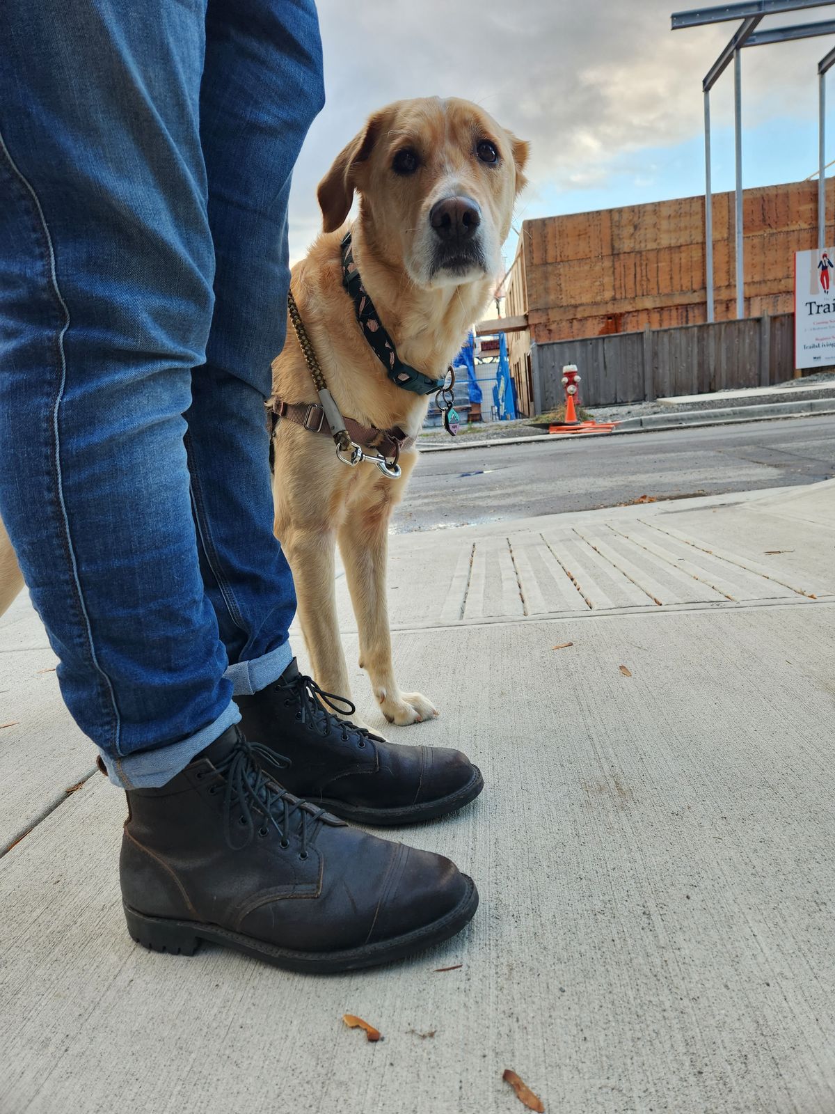 Photo by pnydm on November 5, 2022 of the Truman Service Boot in Horween Black Waxed Flesh.