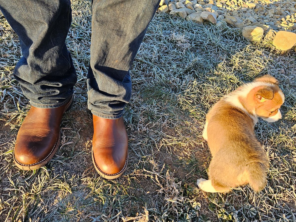 Photo by rustic.boots on November 26, 2023 of the Rolling Dub Trio Stan in Horween Brown Chromexcel.