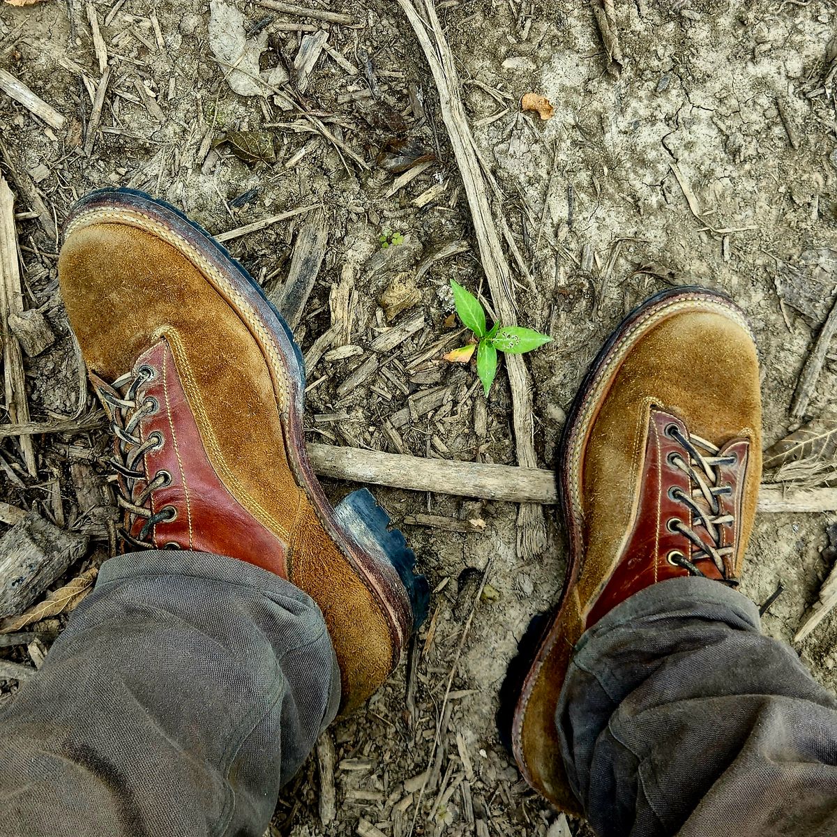 Photo by Zeonic on August 6, 2025 of the Fortis Boots Goldrush in Badalassi Carlo Cognac Minerva.