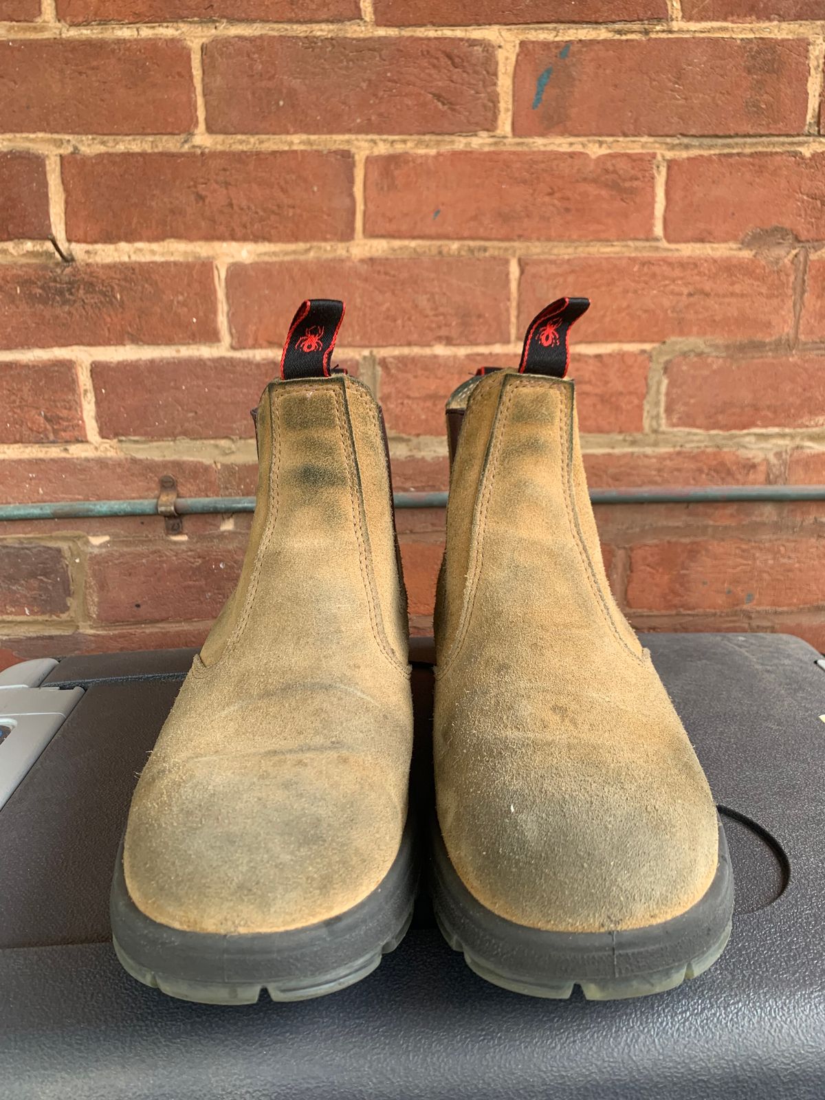 Photo by TheMorrie on October 5, 2025 of the Redback Bobcat in Banana Suede.