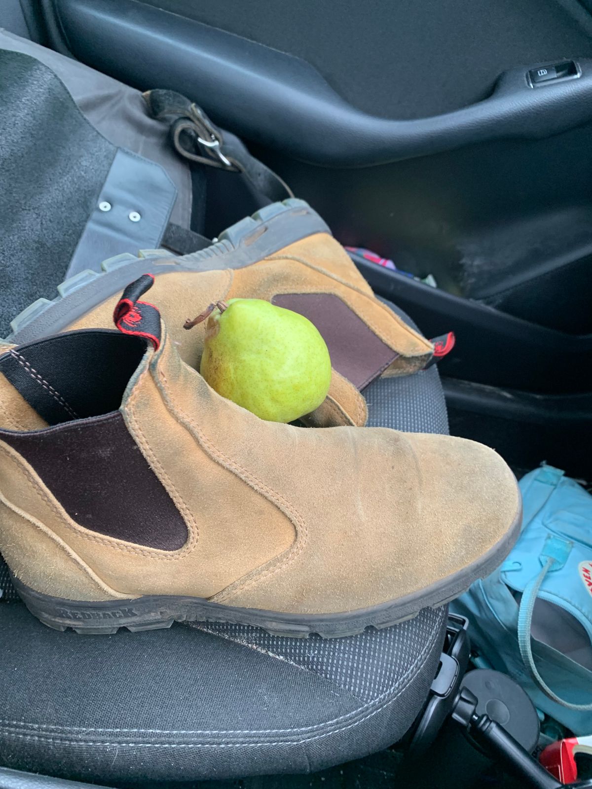 Photo by TheMorrie on November 5, 2025 of the Redback Bobcat in Banana Suede.