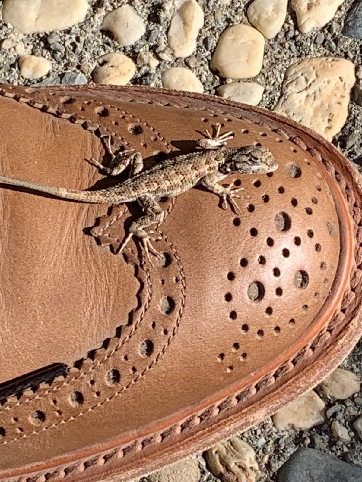 Photo by madeofbirds on November 3, 2024 of the Tricker's Stow Country Boot in Horween Natural Chromexcel.