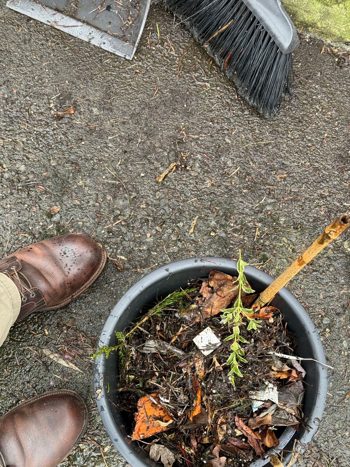 Photo by LewJay on February 24, 2024 of the Viberg Service Boot in C.F. Stead Whiskey Phoenix.