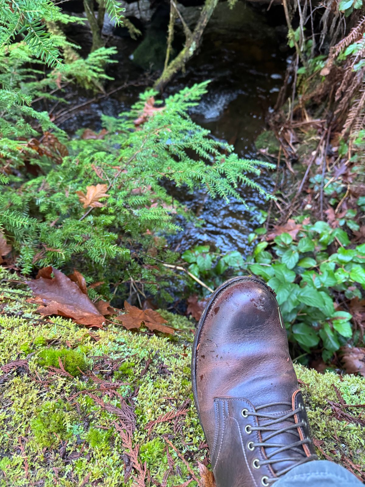 Photo by LewJay on December 9, 2023 of the Viberg Service Boot in C.F. Stead Whiskey Phoenix.