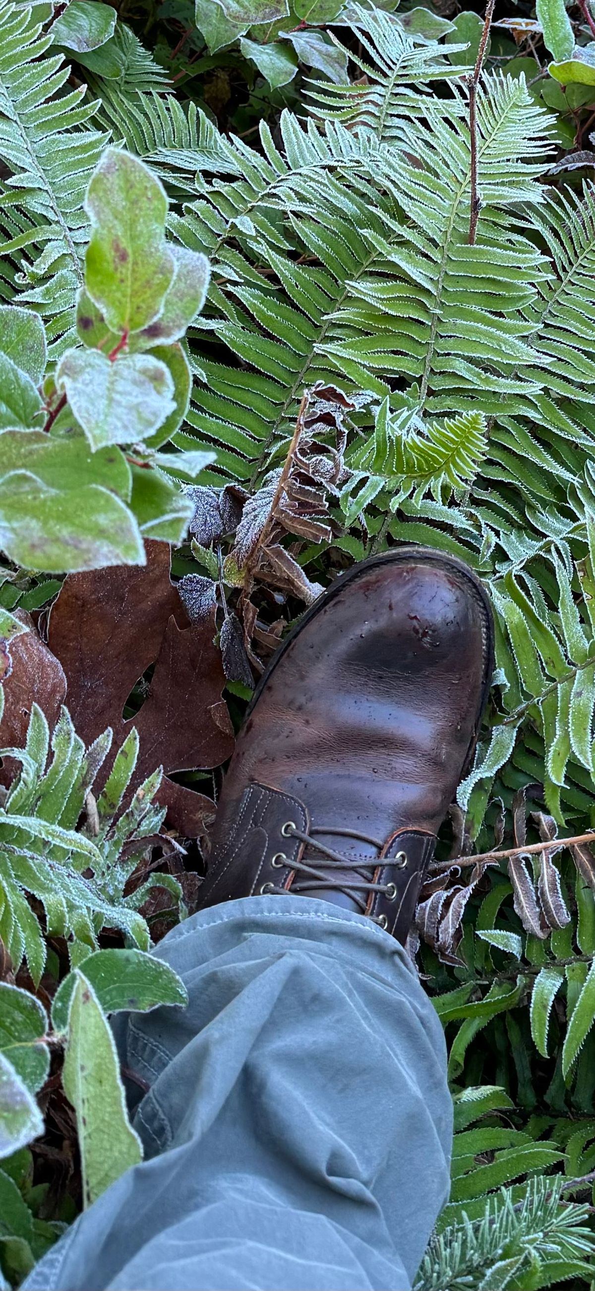 Photo by LewJay on December 9, 2023 of the Viberg Service Boot in C.F. Stead Whiskey Phoenix.