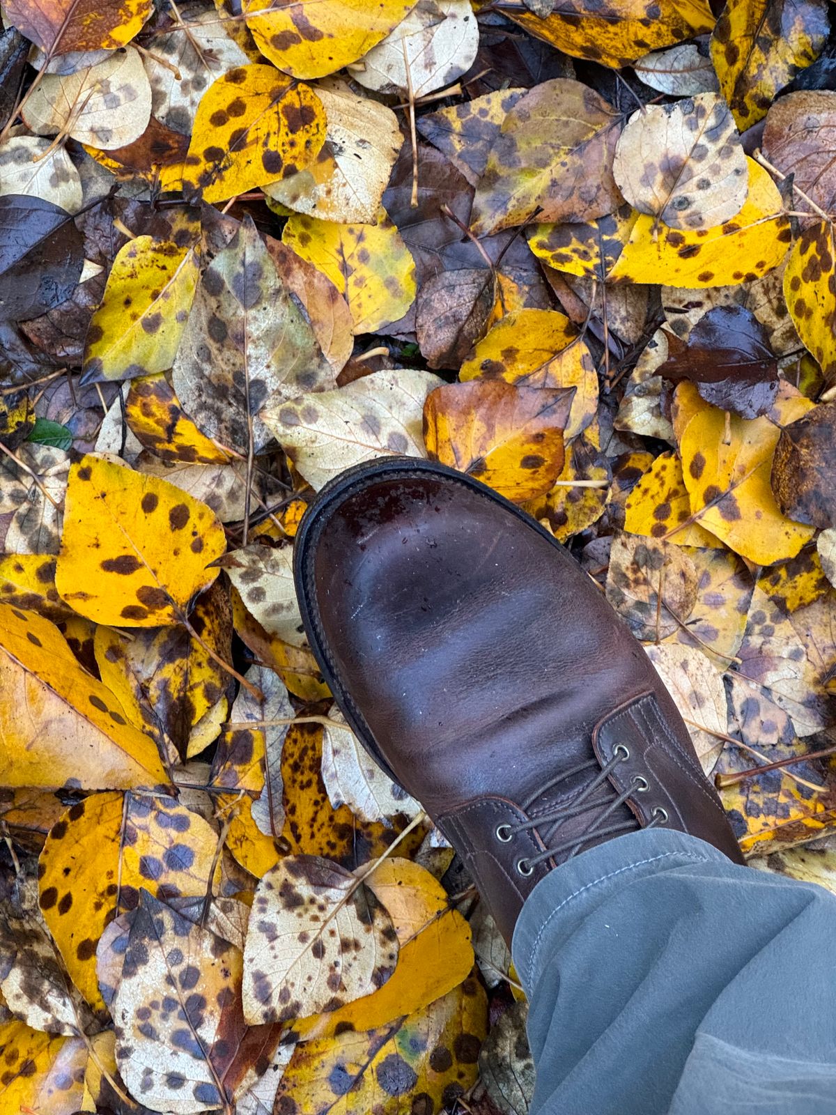 Photo by LewJay on December 9, 2023 of the Viberg Service Boot in C.F. Stead Whiskey Phoenix.