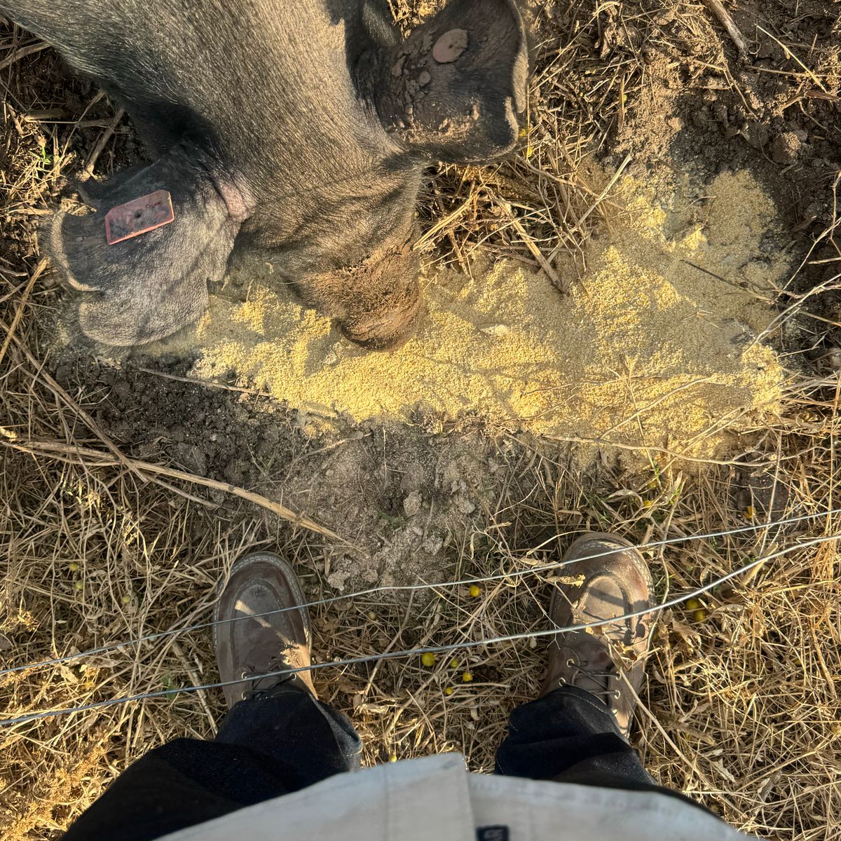 Photo by traceycortez on October 16, 2025 of the Nicks Moc Toe HD in Horween Ember Waxed flesh.
