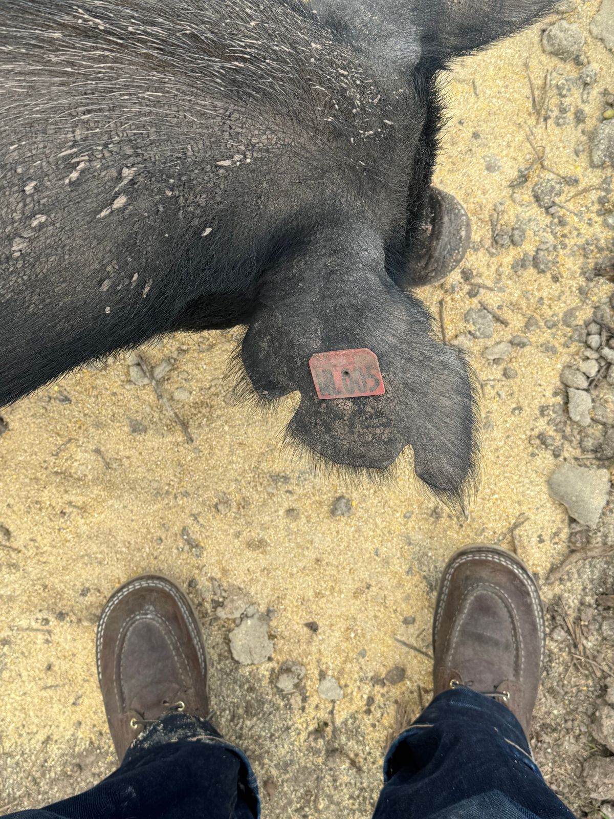 Photo by traceycortez on November 30, 2025 of the Nicks Moc Toe HD in Horween Ember Waxed flesh.