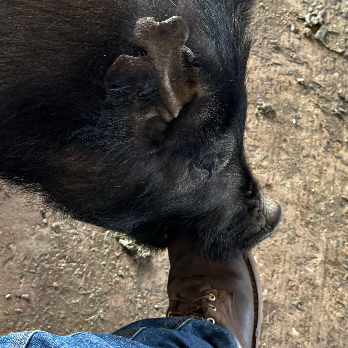 Photo by traceycortez on April 21, 2024 of the Frank's Boots Ground Pounder in Horween Natural Waxed Flesh.