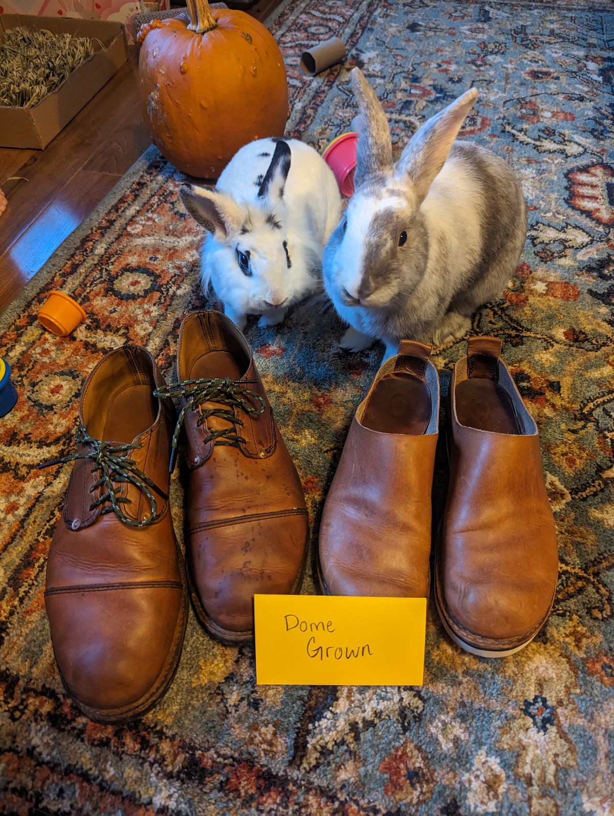 Photo by hooknpunch on November 1, 2023 of the Hook & Punch Derby Shoe in Conceria MPG Aragona English Tan.