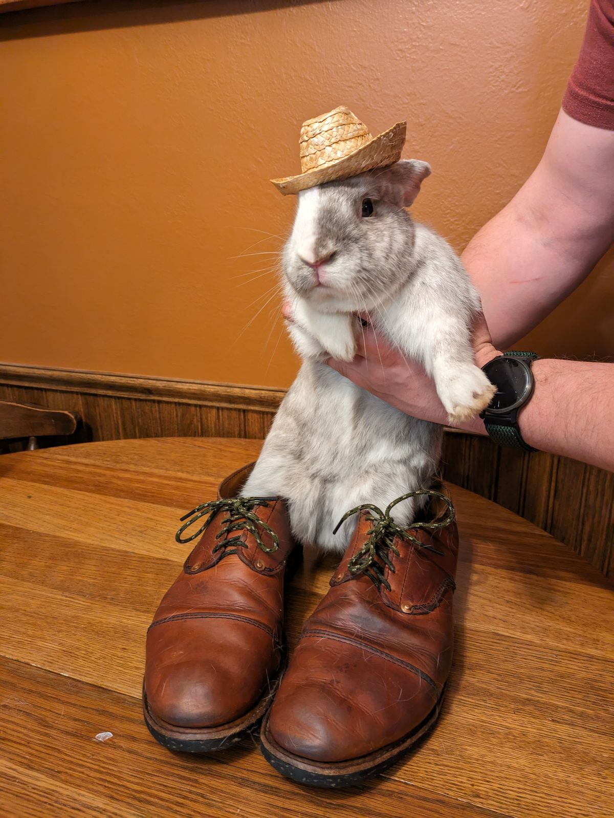 Photo by hooknpunch on February 2, 2024 of the Hook & Punch Derby Shoe in Conceria MPG Aragona English Tan.