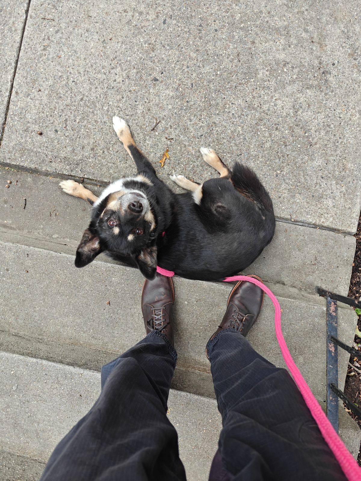 Photo by litespeedd on October 29, 2025 of the Red Wing 8061 Merchant in S.B. Foot Ebony Harness.