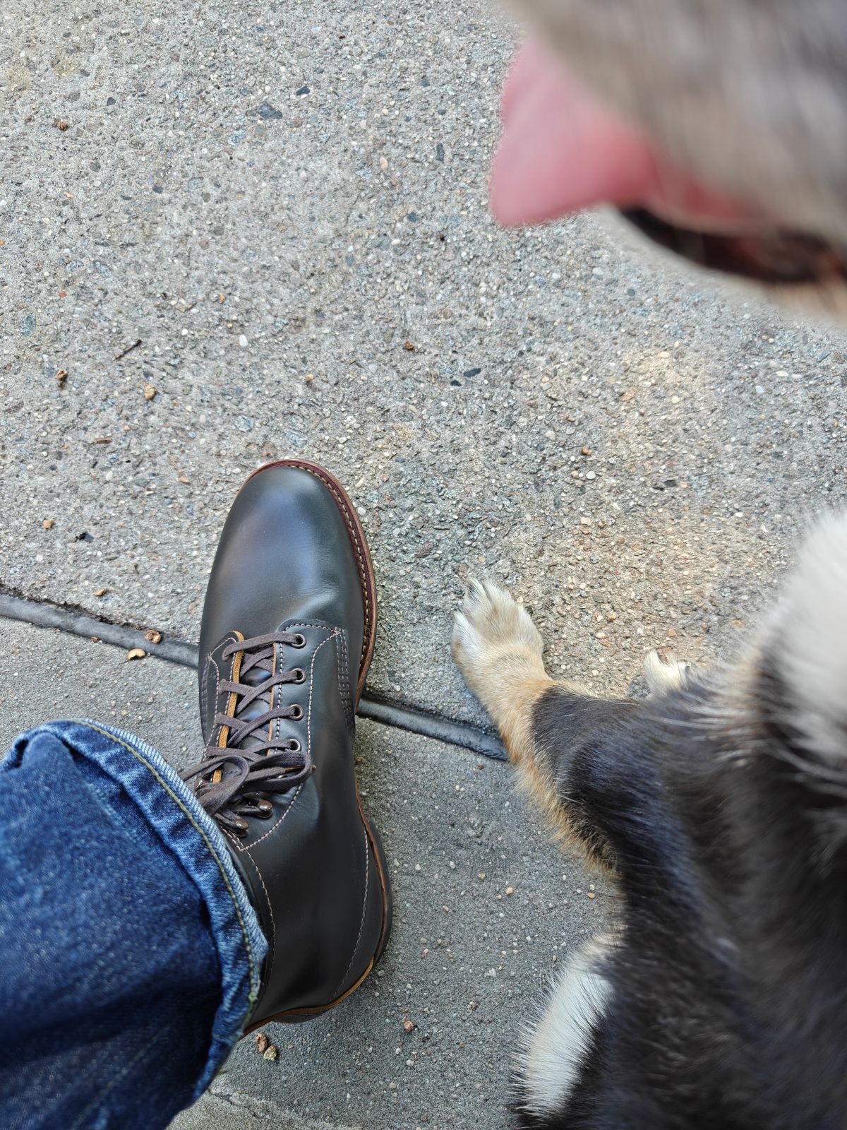 Photo by litespeedd on August 23, 2025 of the Red Wing Beckman Flatbox in S.B. Foot Black Klondike.