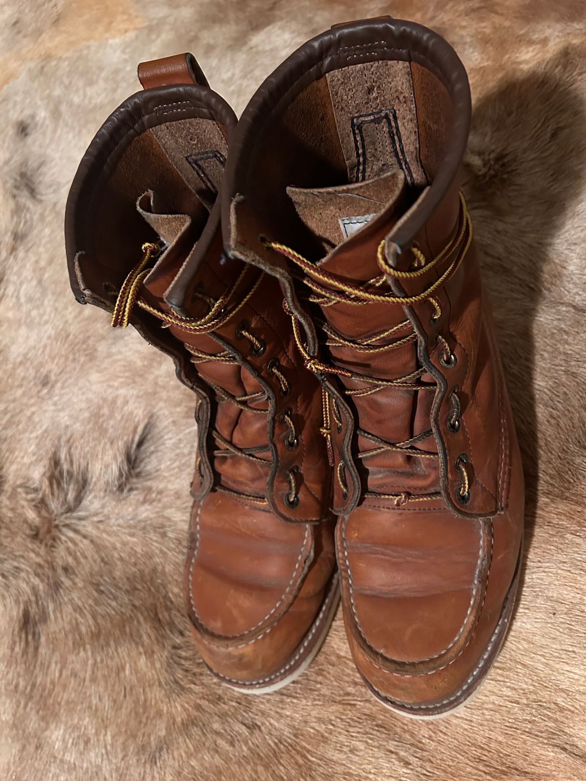 Photo by Booter on January 5, 2024 of the Red Wing 8-Inch Classic Moc in S.B. Foot Oro-Iginal.