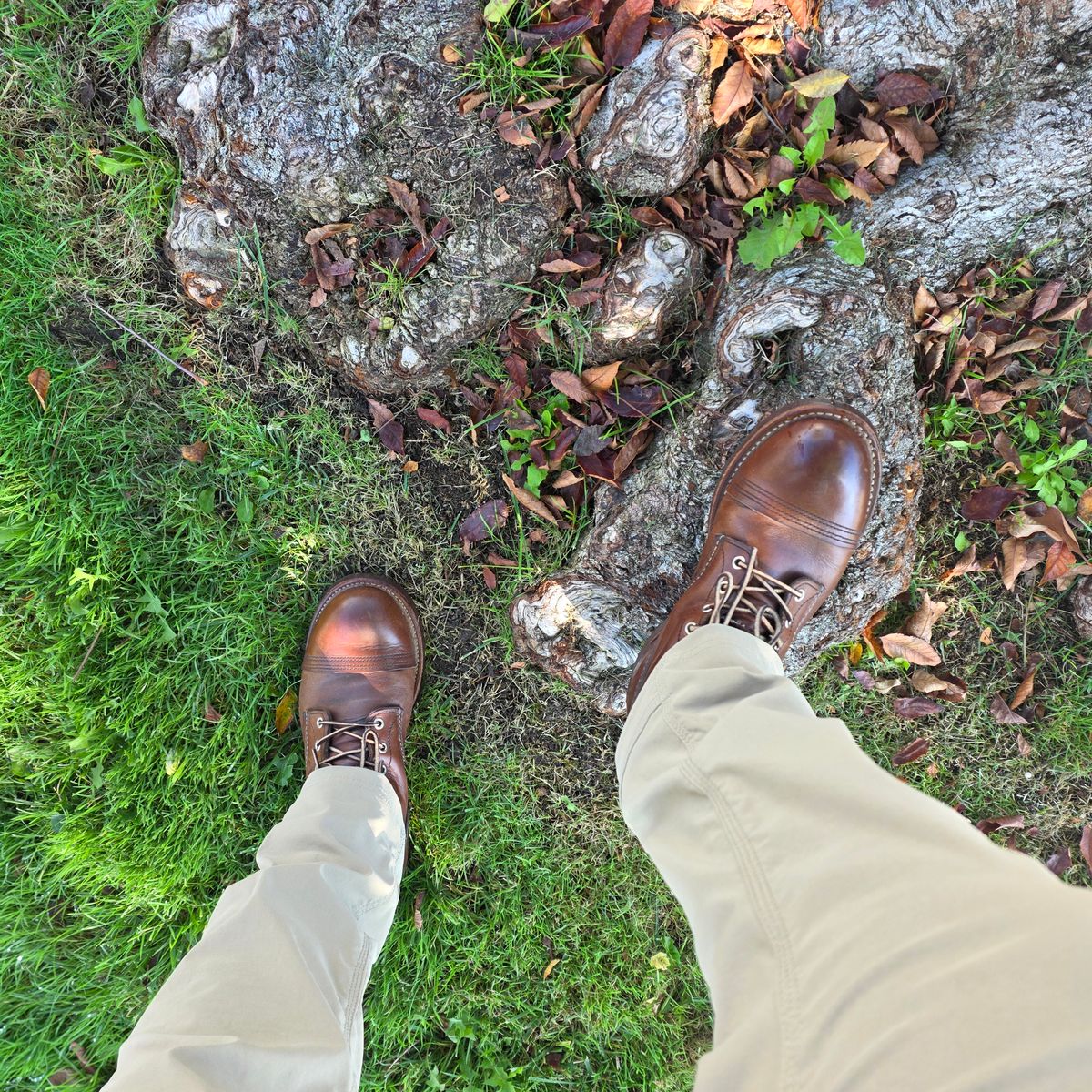 Photo by kananaios on November 4, 2025 of the Red Wing Iron Ranger in S.B. Foot Amber Harness.