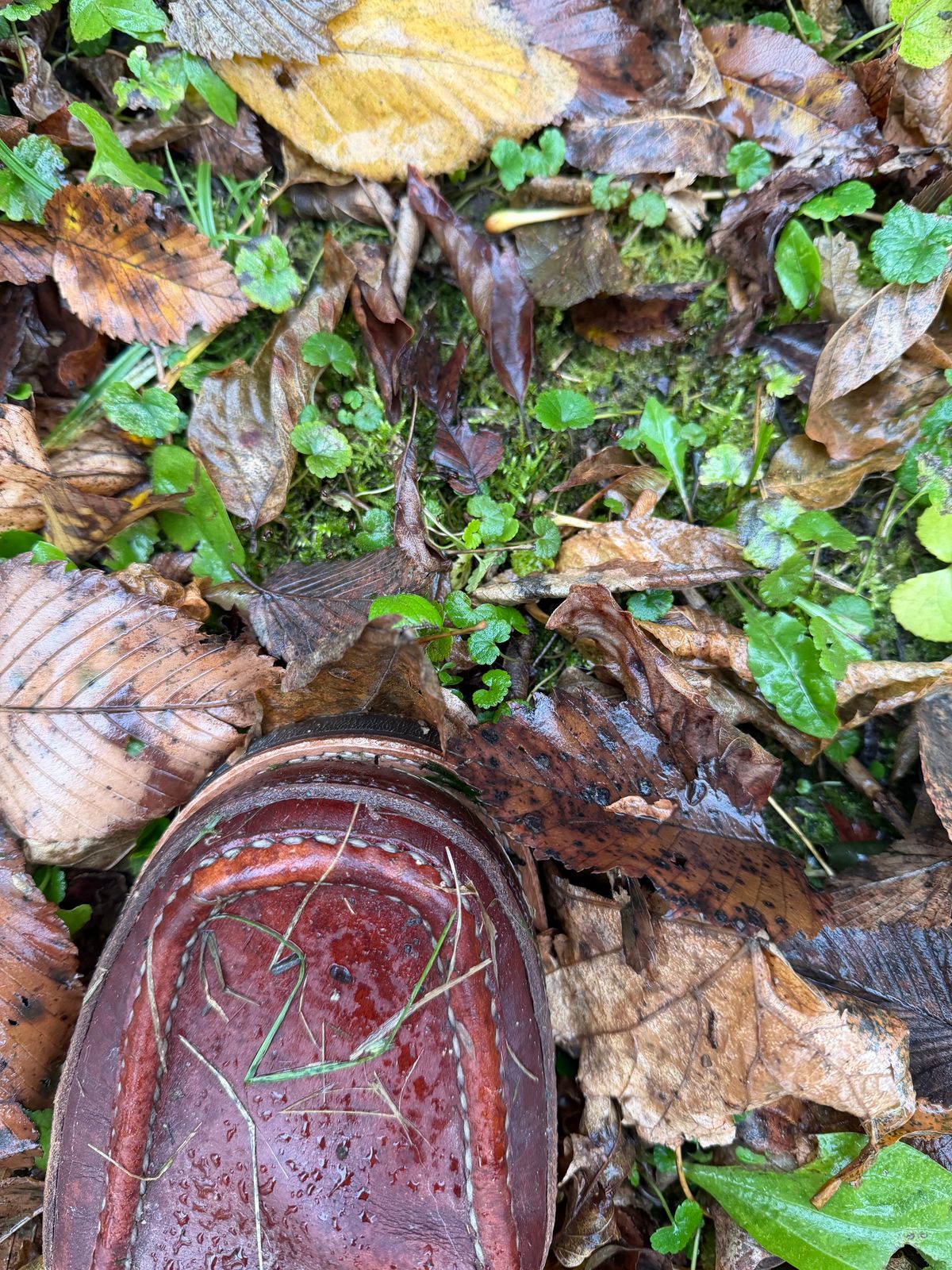 Photo by rufio on November 1, 2025 of the Russell Moccasin Co. Custom Model in Seidel Crust Double Shot.