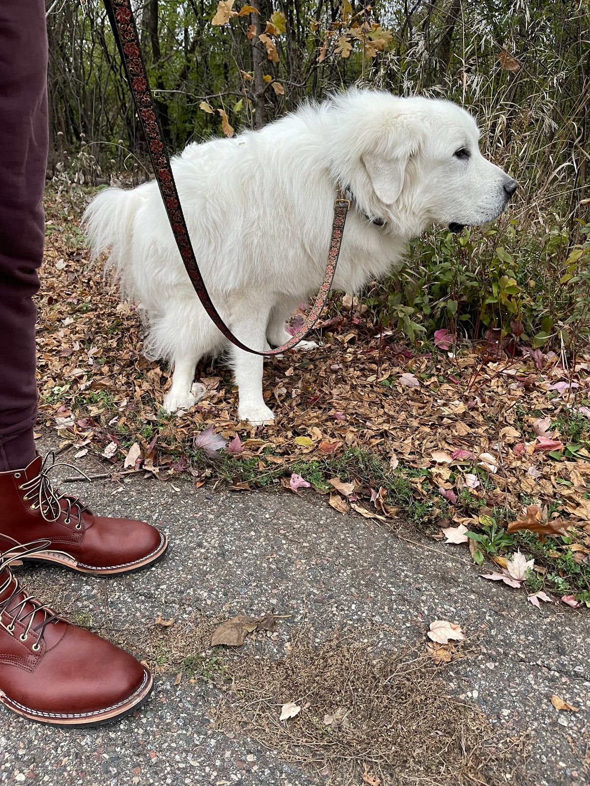 Photo by rufio on December 5, 2023 of the Nicks Free Range in Wickett & Craig Medium Brown English Bridle.