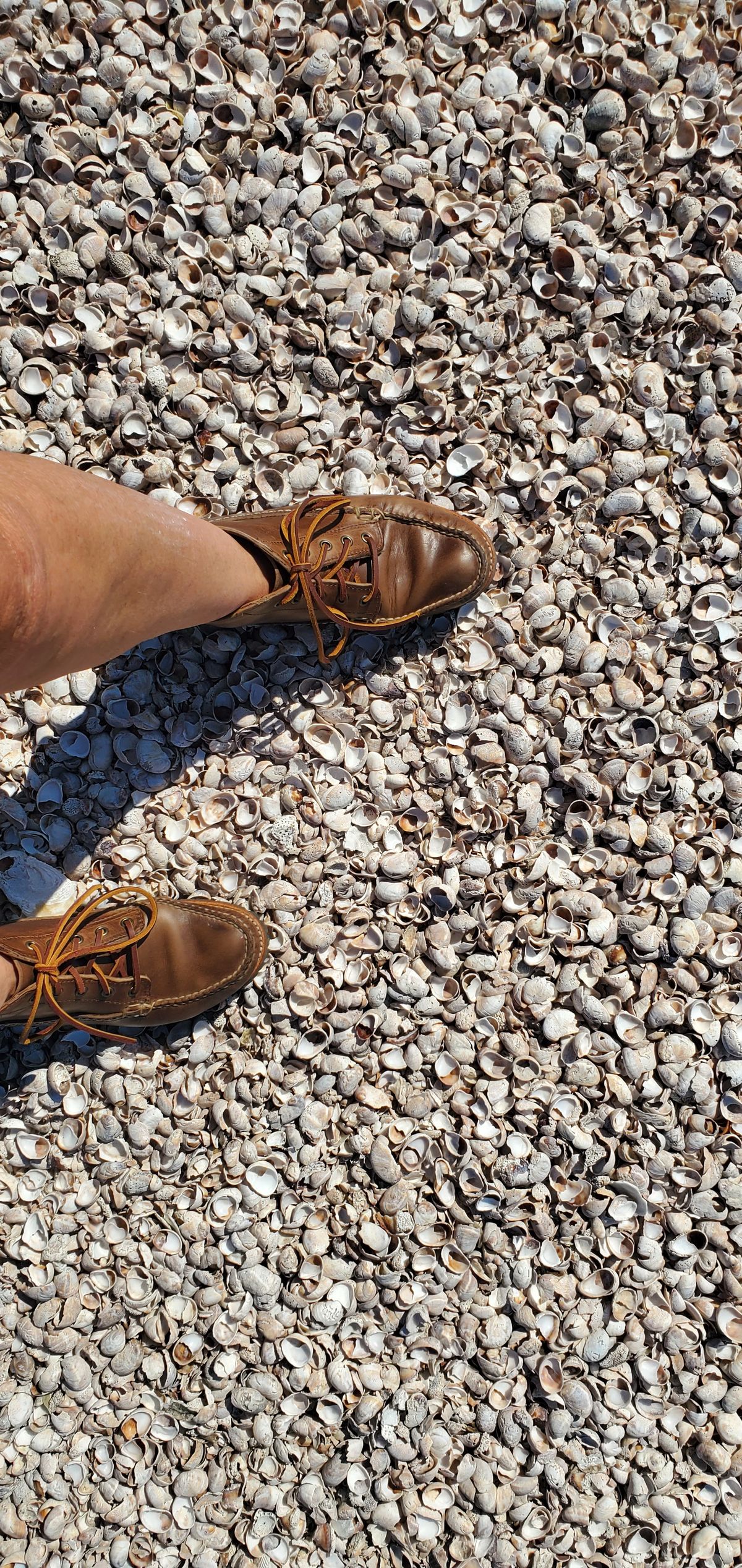 Photo by up2in2 on October 3, 2023 of the Oak Street Bootmakers Camp Boot in Horween Natural Chromexcel.