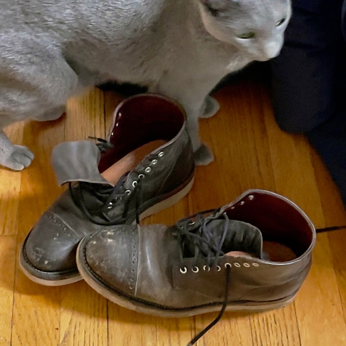 Photo by renee2day on January 6, 2025 of the Grant Stone Garrison Boot in Black Waxed Deer.