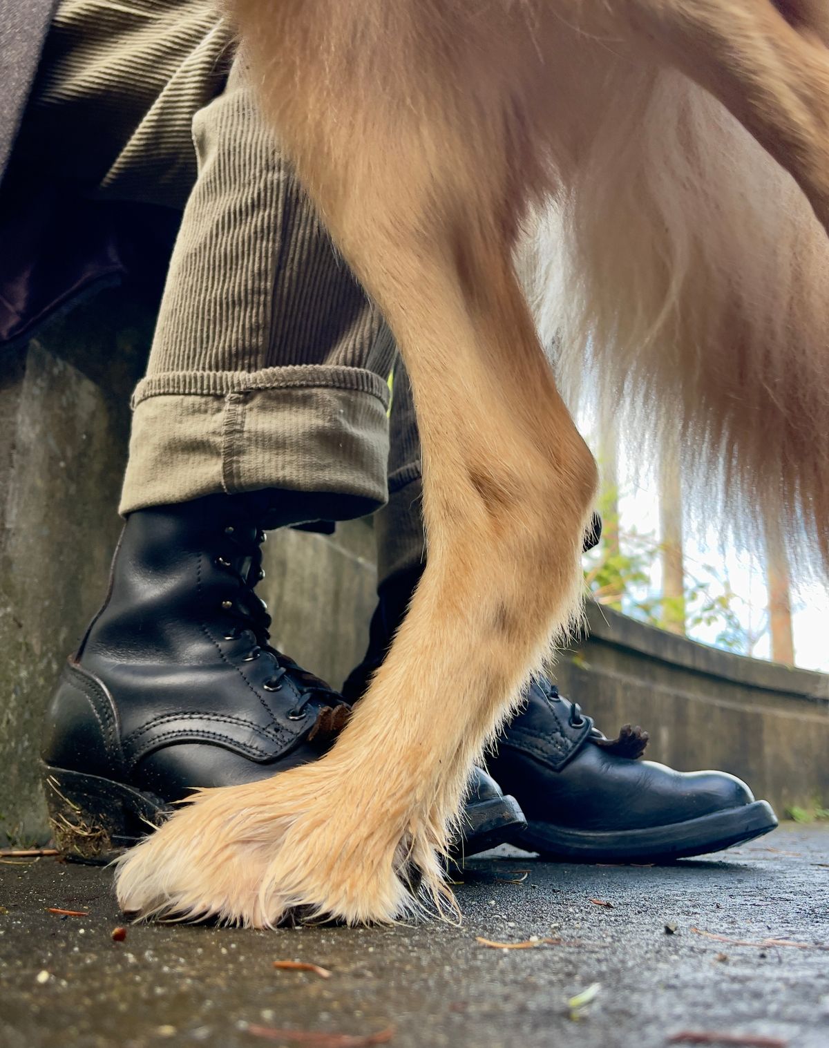 Photo by renee2day on February 5, 2026 of the Nicks Packer in Horween Black Chromexcel.