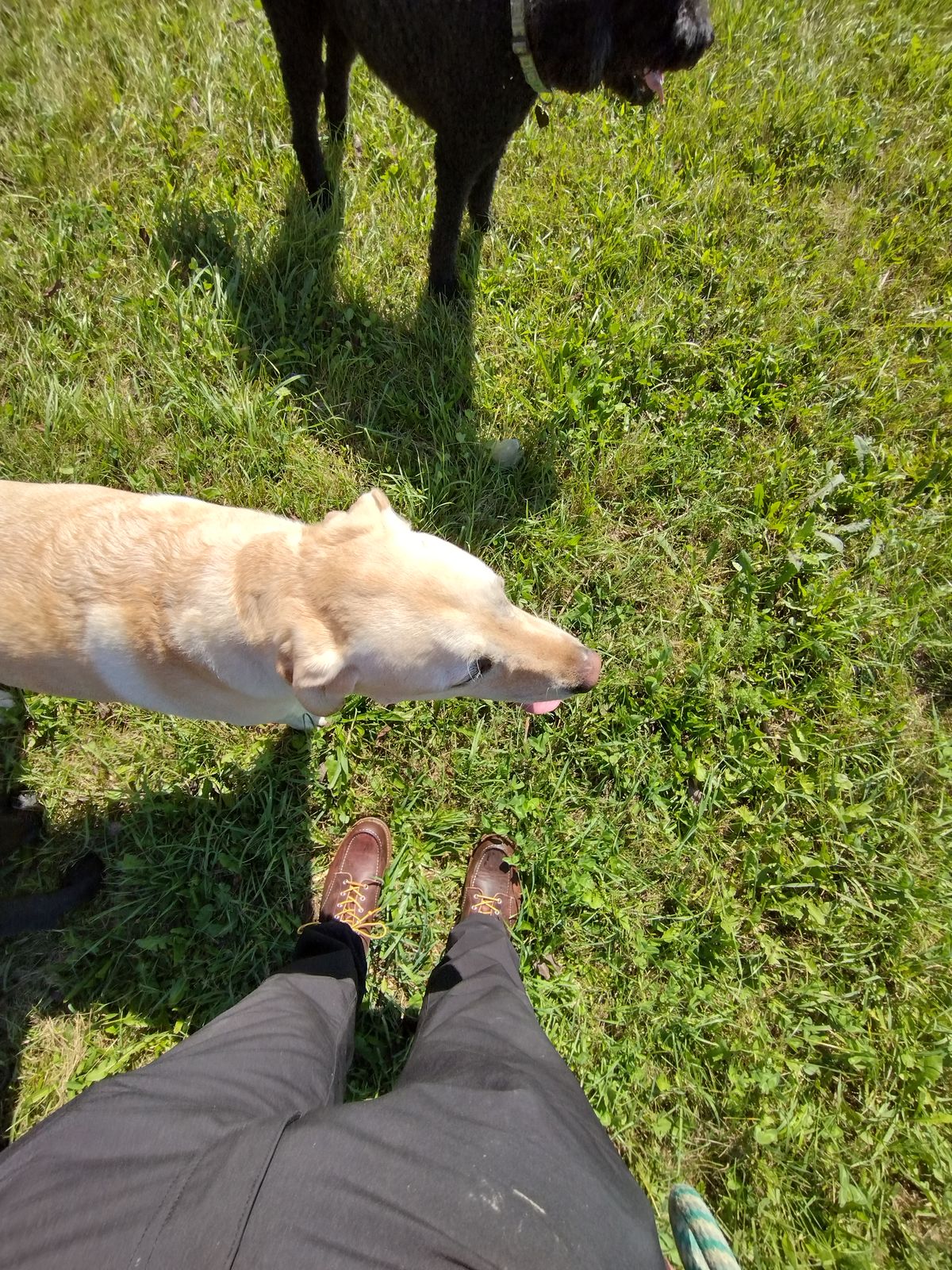 Photo by jcadamsdogtrainer on October 2, 2023 of the Red Wing Roughneck in S.B. Foot Briar Oil Slick.