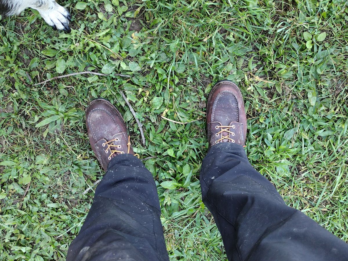 Photo by jcadamsdogtrainer on October 3, 2023 of the Red Wing Roughneck in S.B. Foot Briar Oil Slick.