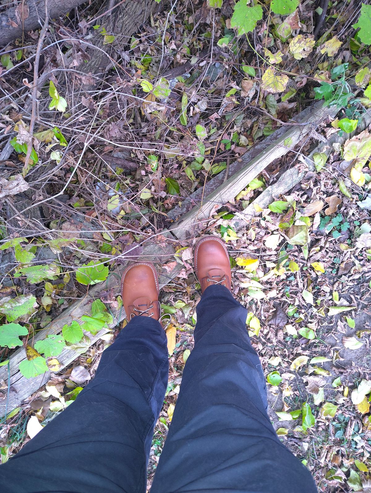 Photo by jcadamsdogtrainer on November 4, 2025 of the Nicks BuilderPro in Seidel 1964 Tan.