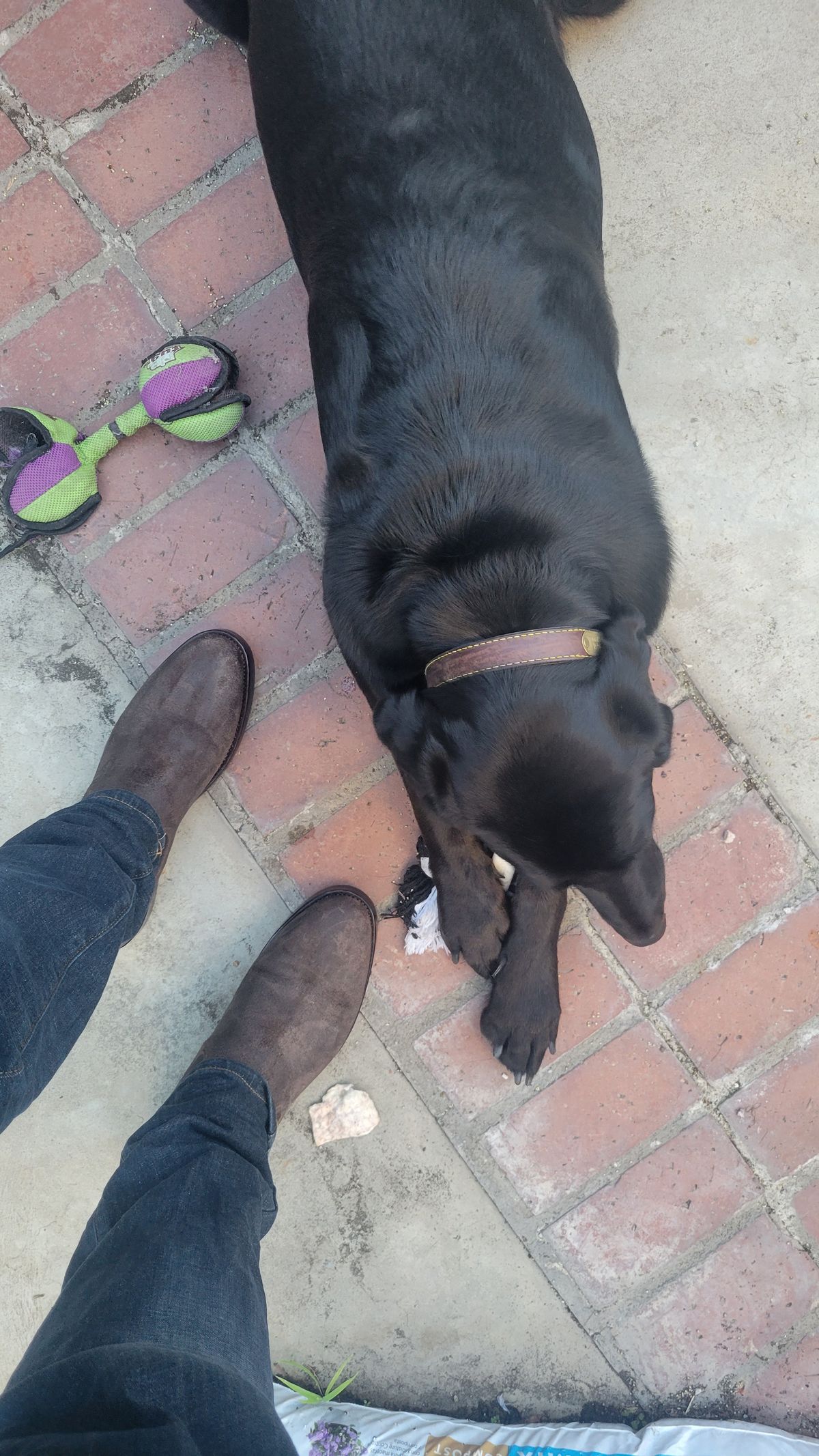 Photo by Dodgers78 on October 6, 2023 of the Benzein The Seventh Chelsea Boot in Indonesian Dark Brown Waxed Flesh.