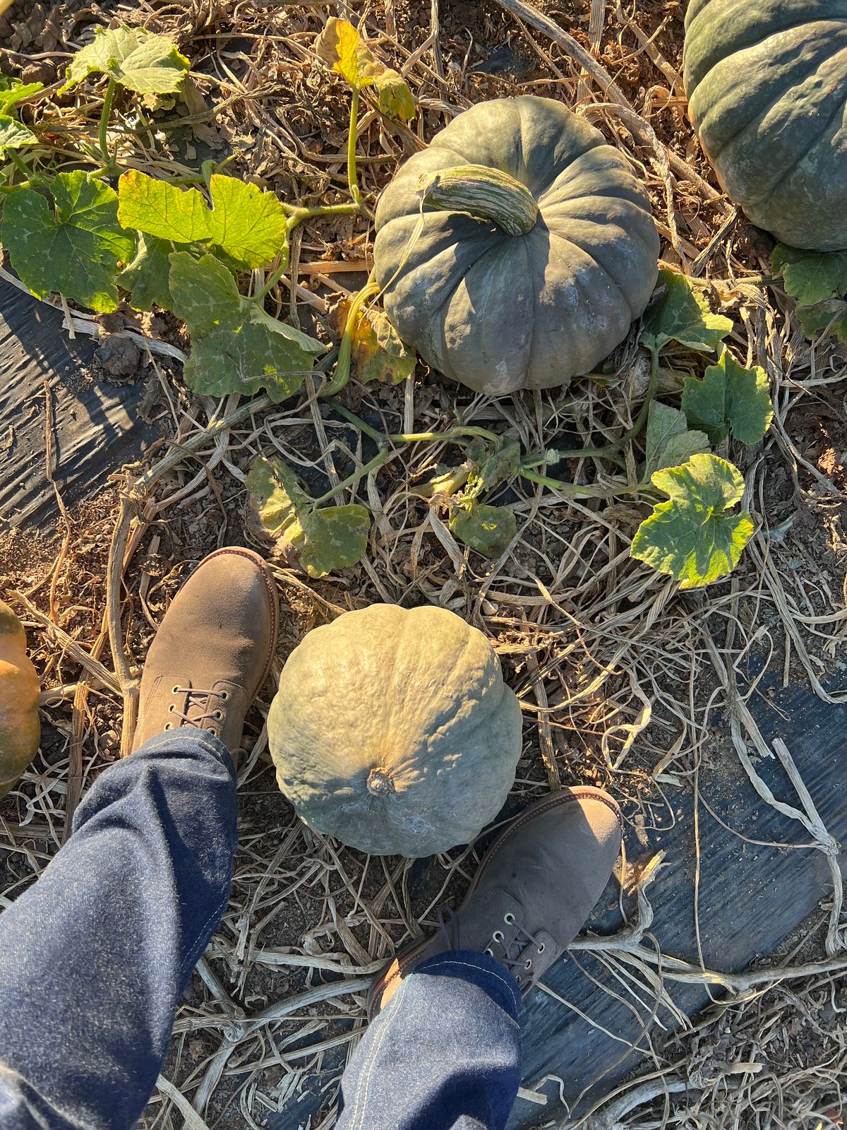 Photo by heroyjenkins on October 13, 2024 of the Grant Stone Diesel Boot in C.F. Stead Loden Janus Calf Suede.