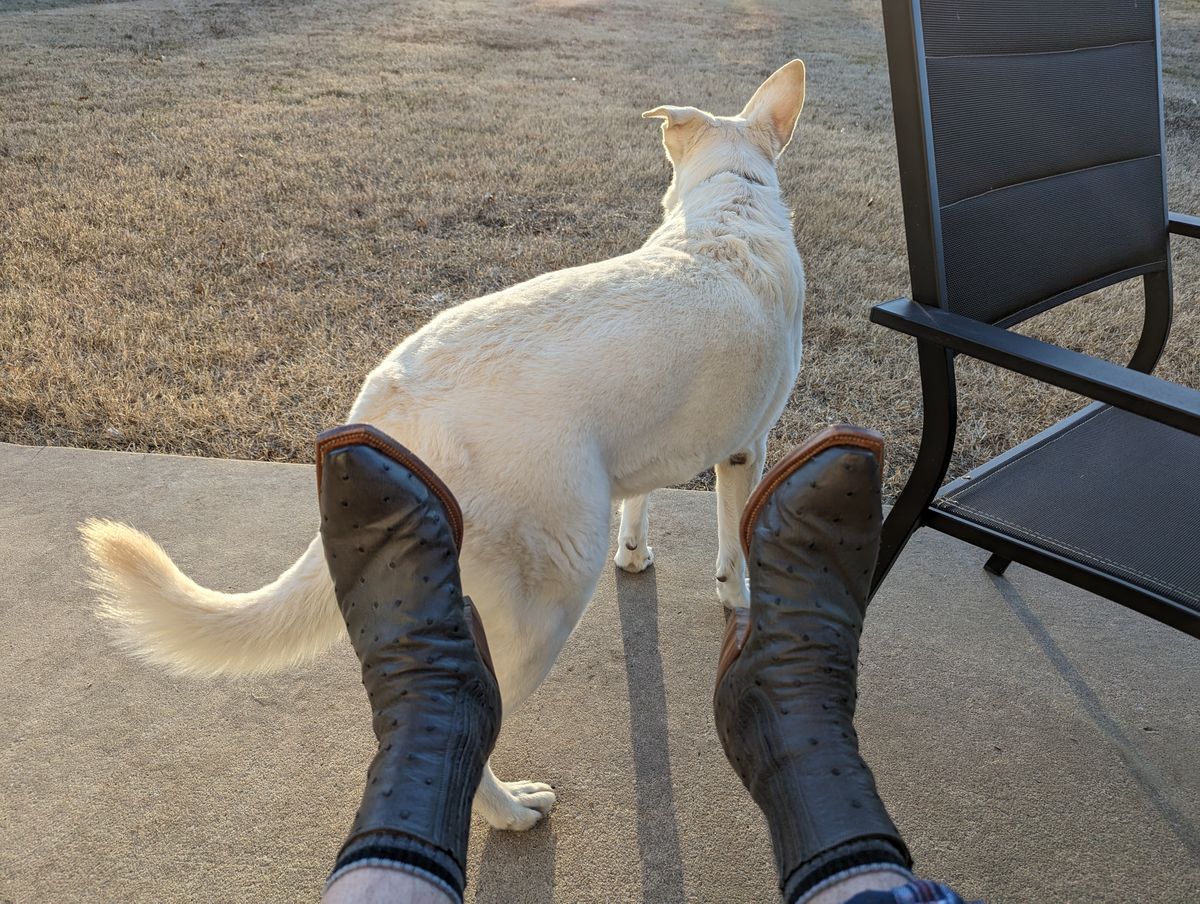 Photo by msmith1389 on February 1, 2024 of the Flora Knight Bespoke Cowboy Chelsea Boot in Quilled Ostrich Grey.
