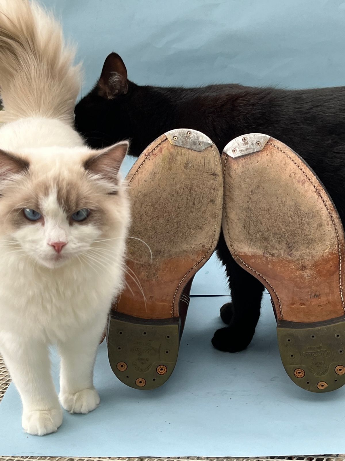 Photo by rickdawg on February 5, 2024 of the Unsung U 22-2 Engineer Boot in Maryam Toscanello Horsebutt Overdyed Walnut.