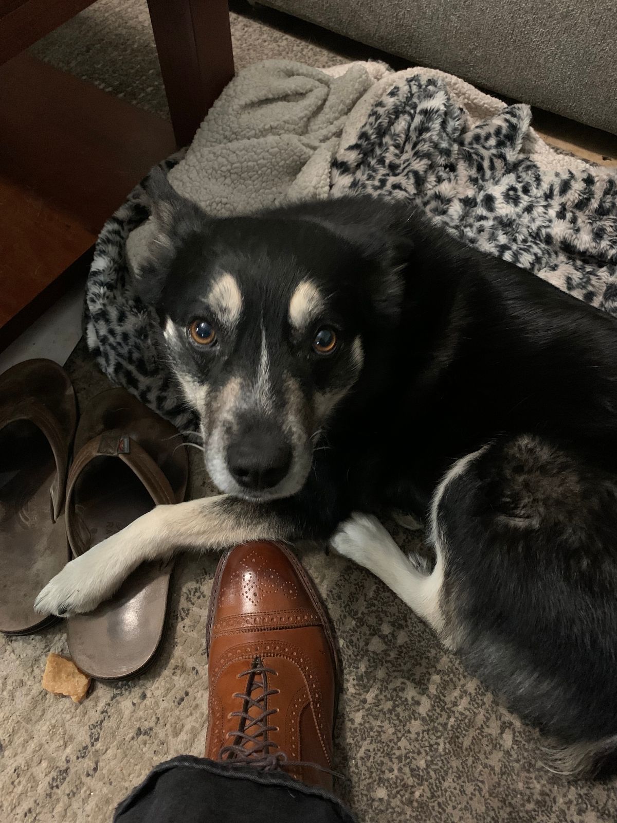 Photo by rubyjupiter on November 1, 2023 of the Allen Edmonds Hamilton in Walnut Calfskin.