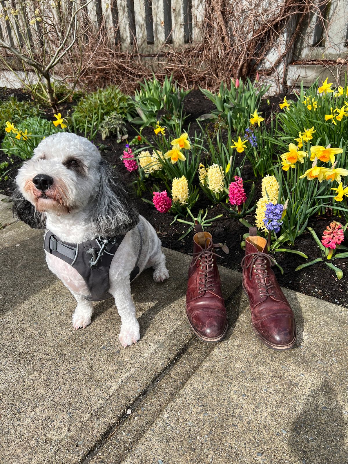 Photo by boot_chiro on April 2, 2023 of the Meermin Jumper Boot in Burgundy Heritage Shell Cordovan.