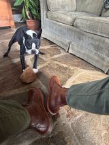 Alden Tanker Boot in Horween Ravello Shell Cordovan