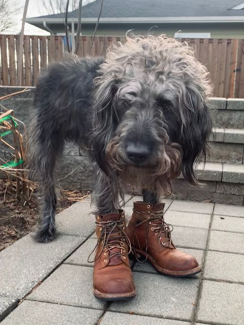 Photo by Sunbenny on January 5, 2023 of the Nicks Americana in Horween Orange Predator.