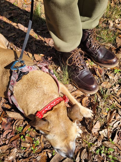 Photo by markieballa on January 1, 2025 of the Wolverine 1000 Mile Moc-Toe Boot in Horween Arabica Lux Calfskin.