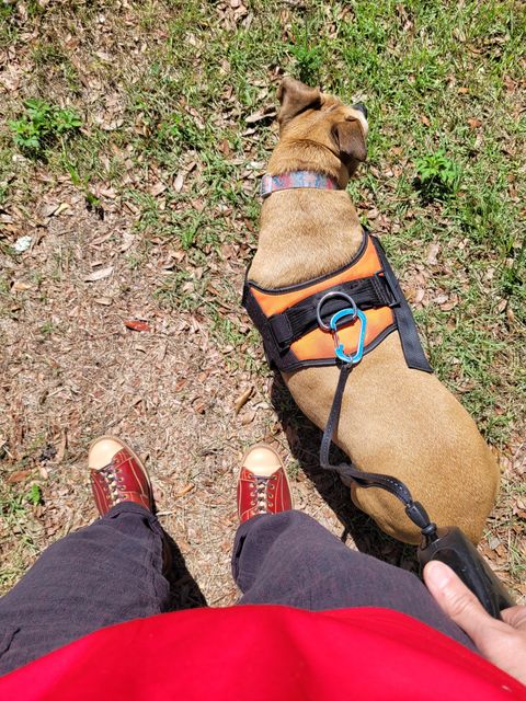 Photo by markieballa on May 13, 2025 of the Sagara Cordmaster in Conceria Cloe Natural Horsebutt Overdyed Oxblood & Conceria Cloe Natural Horsebutt.
