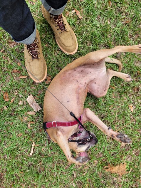 Photo by markieballa on November 23, 2022 of the Truman Upland Moc Toe Boot in Tasman Leather Group Coyote Roughout.