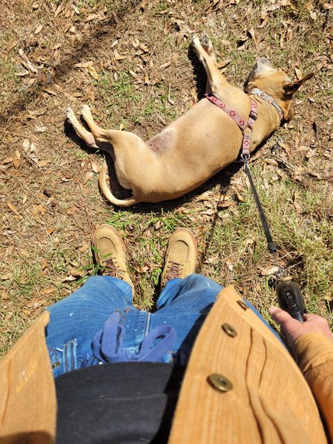 Photo by markieballa on February 23, 2025 of the Truman Upland Moc Toe Boot in Tasman Leather Group Coyote Roughout.