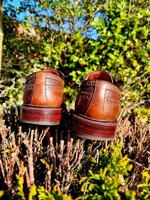 Photo by Janbiya on November 29, 2025 of the Carmina Long Wing Blucher Shoes 532 in Horween Armagnac Shell Cordovan.