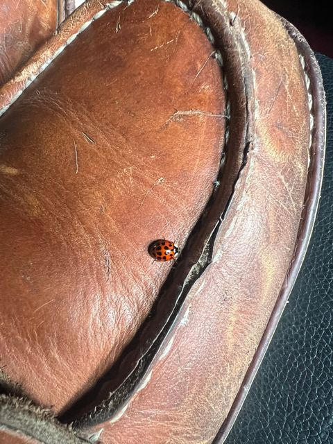 Photo by JLL343 on October 19, 2025 of the Red Wing 10877 in Red Wing / S.B. Foot Oro-Iginal.