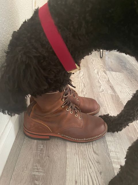 Photo by alecxreno on December 5, 2022 of the Nicks Officer in Horween Orange Predator.