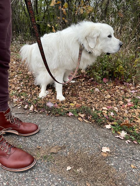 Photo by rufio on December 5, 2023 of the Nicks Free Range in Wickett & Craig Medium Brown English Bridle.