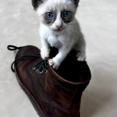 Jim Green 719 in Bronco Oily Pull Up