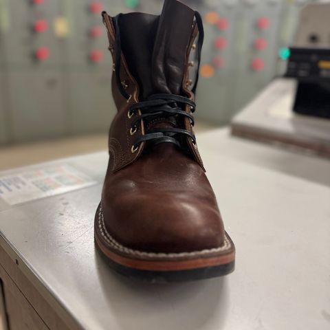 Nicks Falcon in Italian Brown Cypress