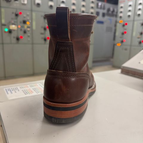 Nicks Falcon in Italian Brown Cypress