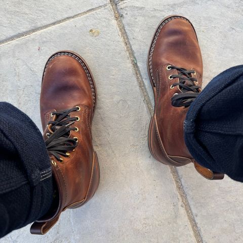 Nicks Falcon in Italian Brown Cypress