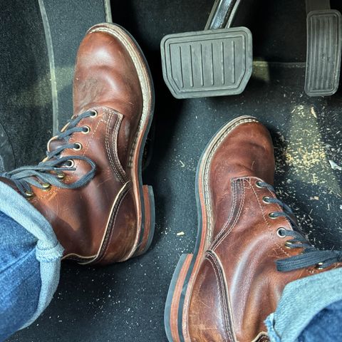 Nicks Falcon in Italian Brown Cypress