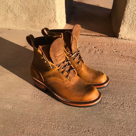 Nicks Robert in Horween Orange Predator
