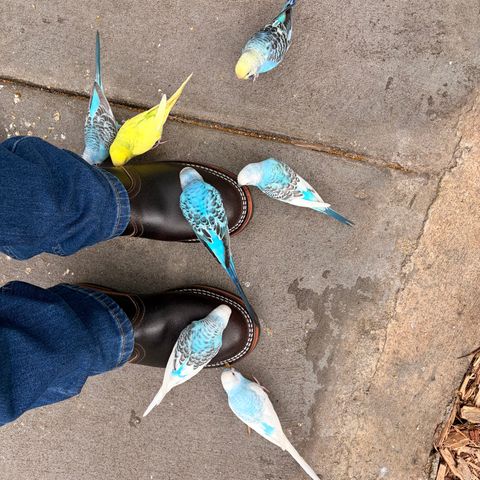 Nicks Heritage Chelsea in Horween Brown Waxed Flesh